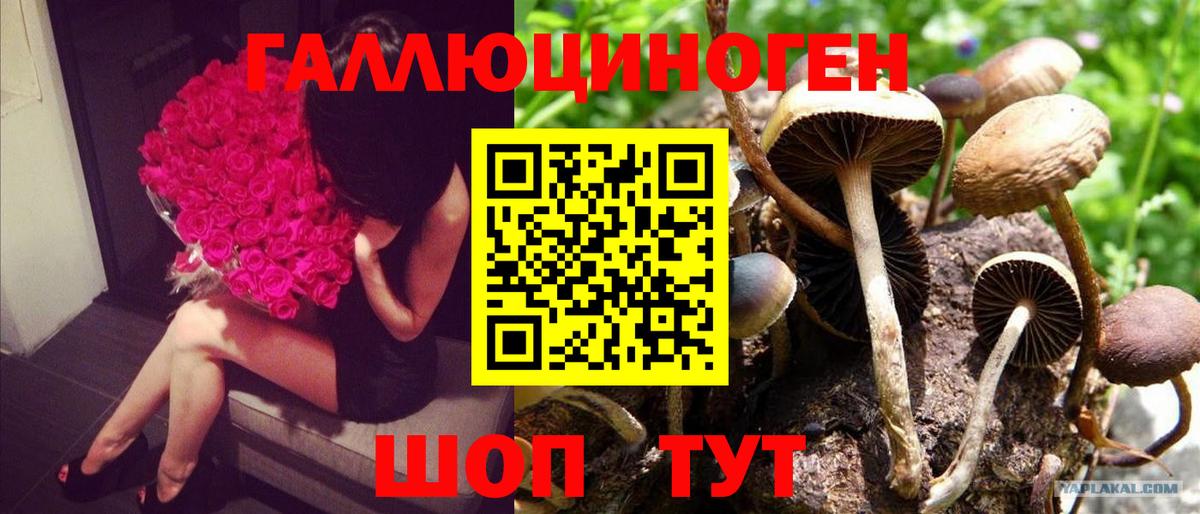 Тулун  Галлюциногенные грибы GOLDEN TEACHER  Вход с VPN  Галлюциногенные грибы прущие грибы 